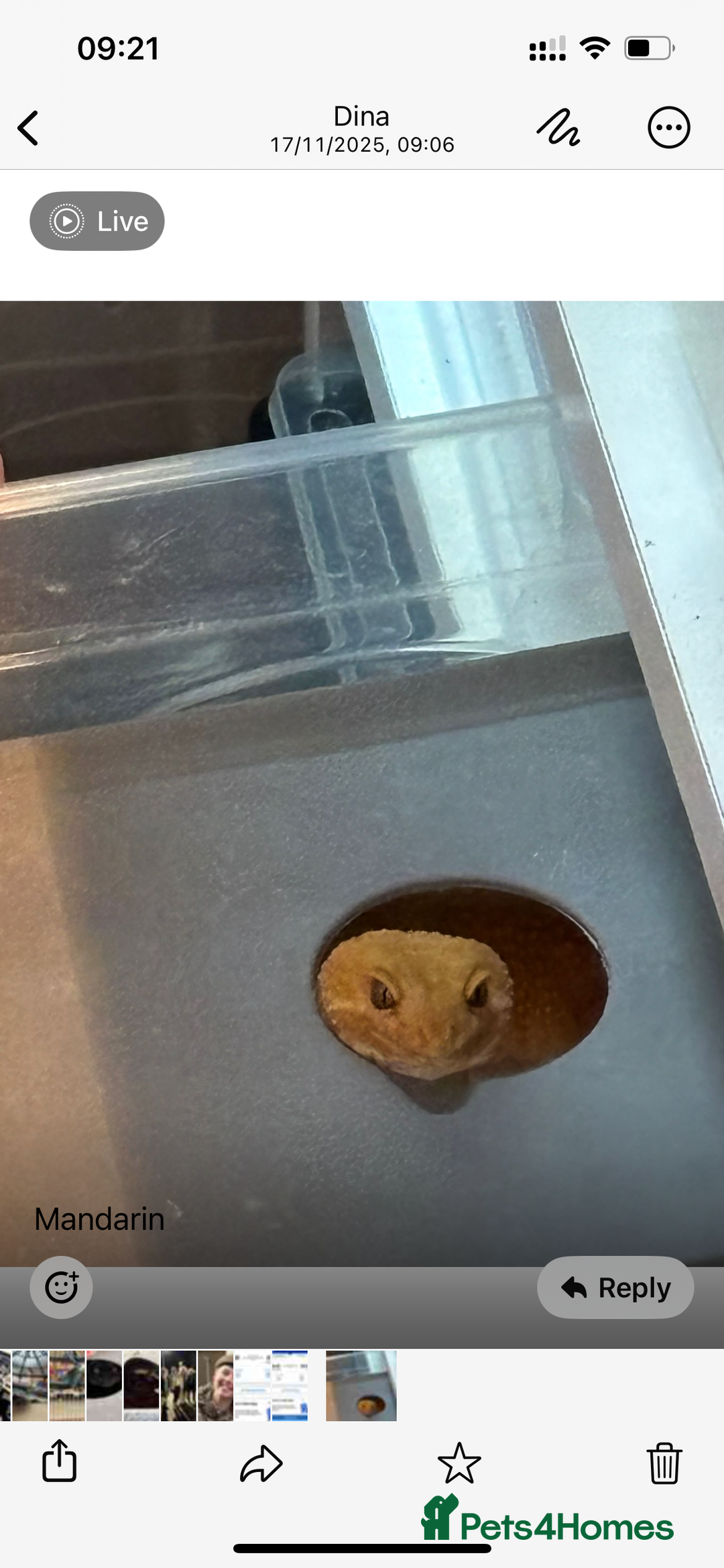 Leopard Gecko reptiles for sale: 1 year old Mandarin Leopard Ghecko Female - Advert 3