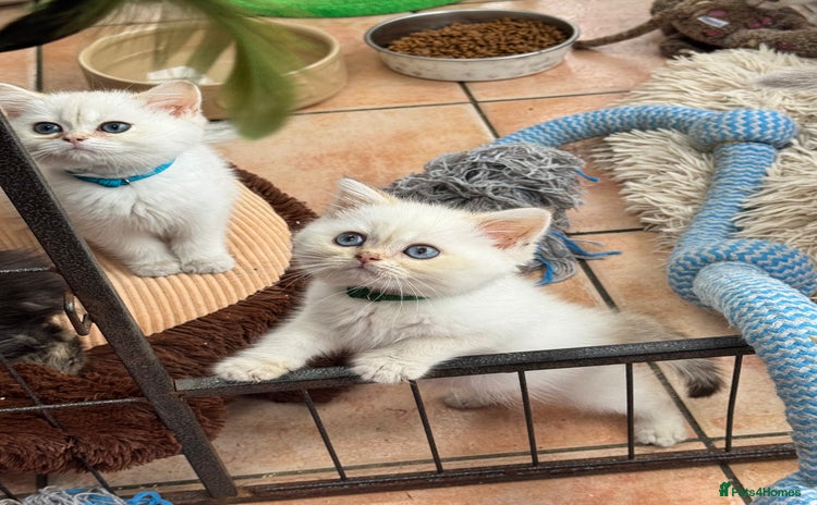 British Shorthair cats - Advert 2