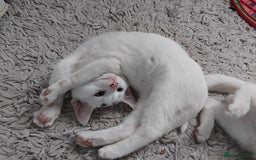 Mixed Breed cats for sale: 3 male microchipped kittens left  - Image 10