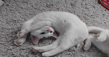 Mixed Breed cats - Advert 13