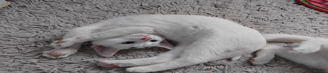 White kitten 