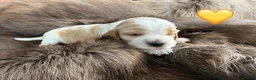 Cocker Spaniel dogs for sale: Health tested parents orange roan show type  - Advert 9