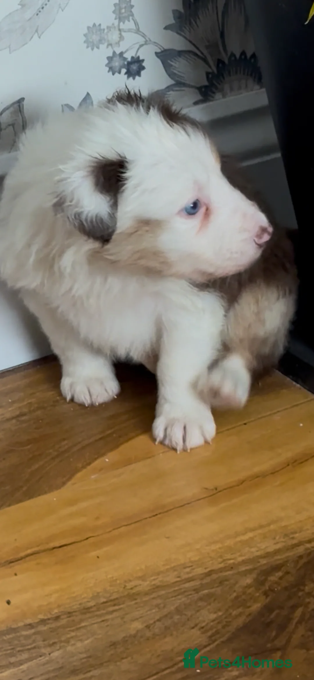 Border Collie dogs for sale: Stunning tri red/merled, blue eyed little boy - Advert 1