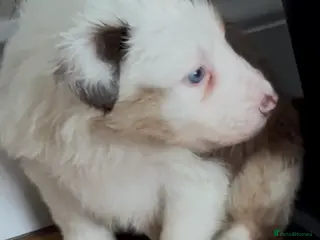 Border Collie dogs Stunning tri red/merled, blue eyed little boy - Advert 1