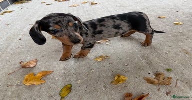 Miniature Dachshund dogs - Advert 2