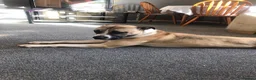 Mixed Breed dogs for sale: Milo is a staff x in Wolverhampton - Advert 3
