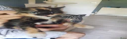 Mixed Breed cats for sale: Male and female kittens - Advert 5