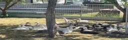 Ducks poultry for sale: Indian runner ducks - Advert 10