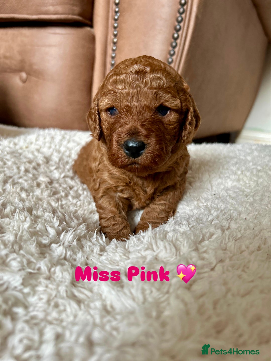 Cavapoo dogs for sale: 🐾 Adorable Health-Checked, Cavapoo Puppies 🐶  - Advert 3