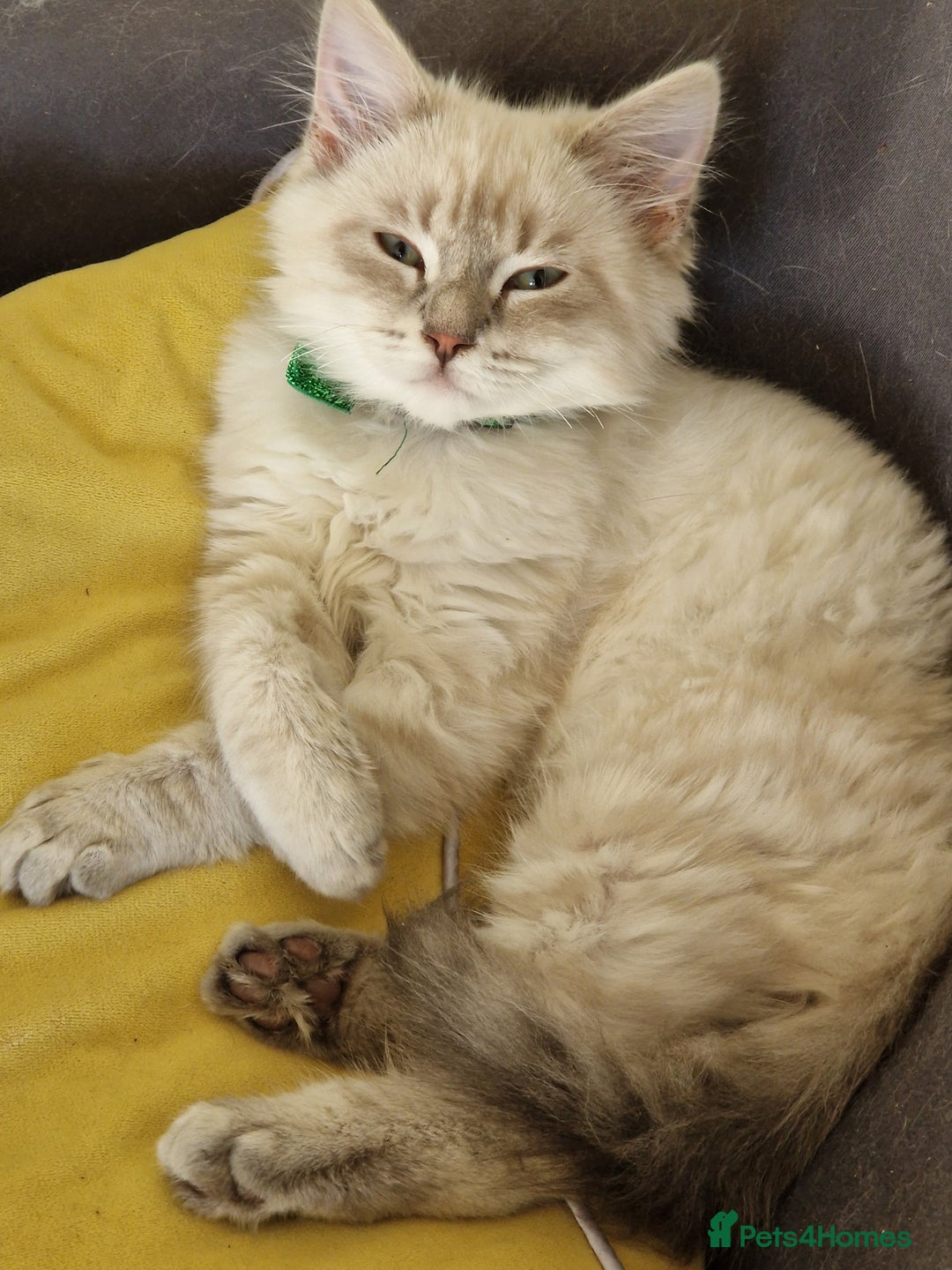 Siberian cats for sale: Blue Eyed Siberian Blue Point Kittens - Advert 7