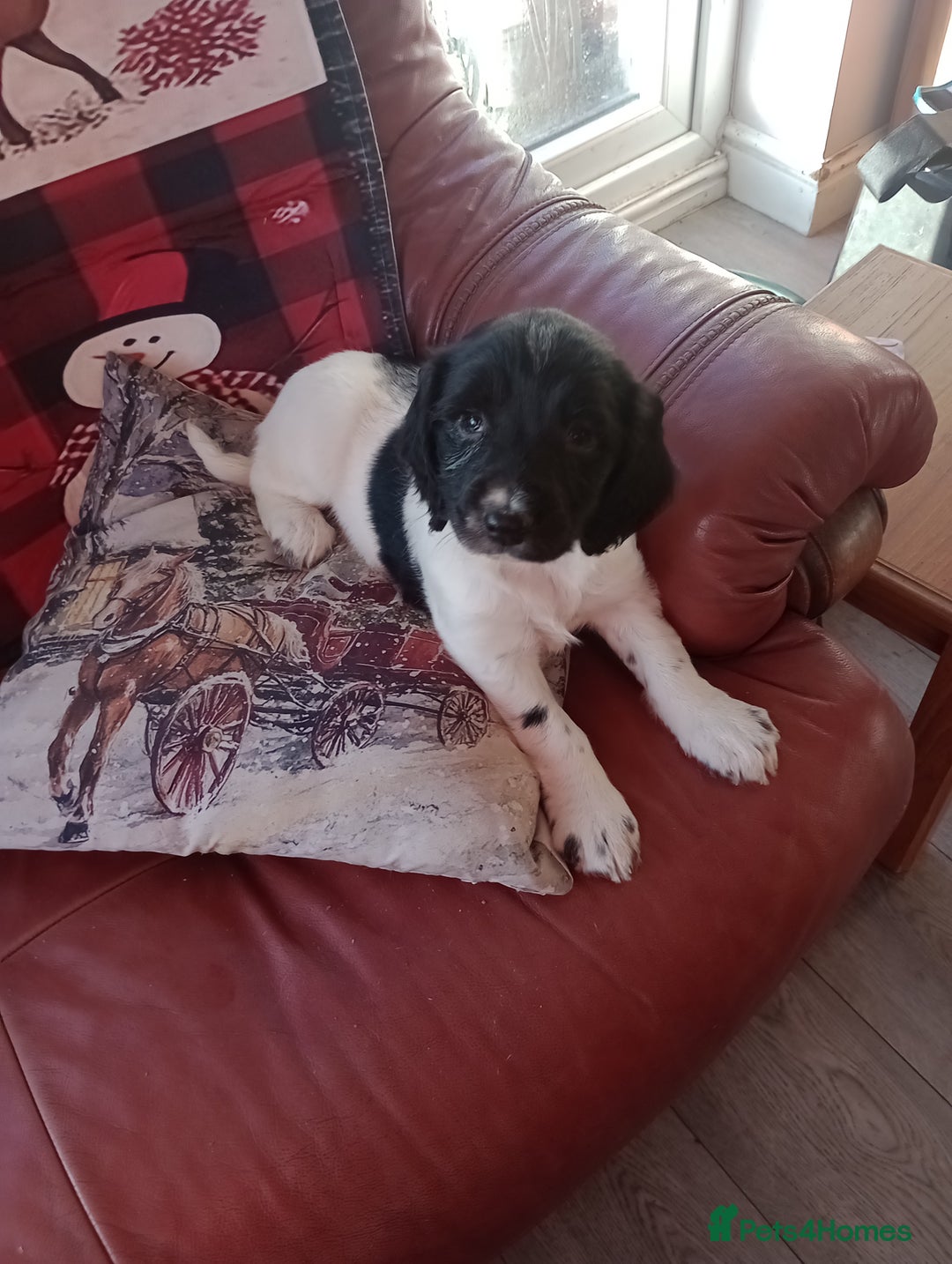 English Springer Spaniel dogs for sale: Adorable English springer spaniels - Advert 7