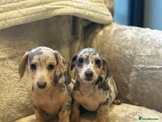 Miniature Dachshund dogs KC blue & cream dapple miniatu dachshunds last boy - Advert 11
