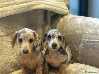 Miniature Dachshund dogs KC READY NOW DAPPLE minature DACHSHUNDS - Advert 13