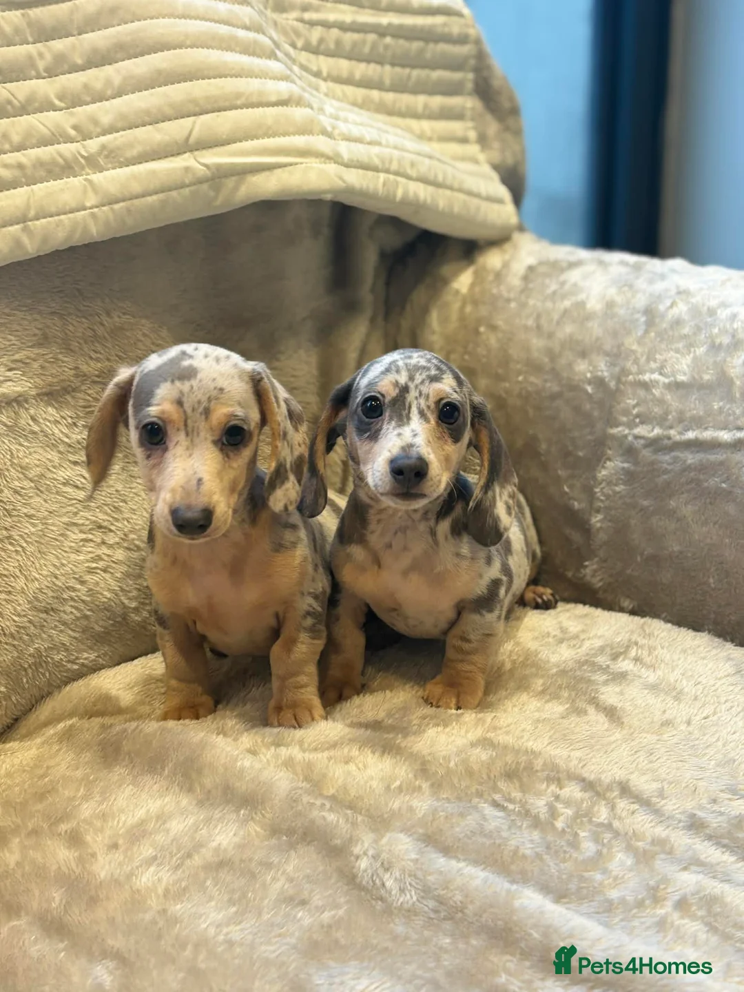 Miniature Dachshund dogs for sale: KC READY NOW DAPPLE minature DACHSHUNDS    - Advert 1