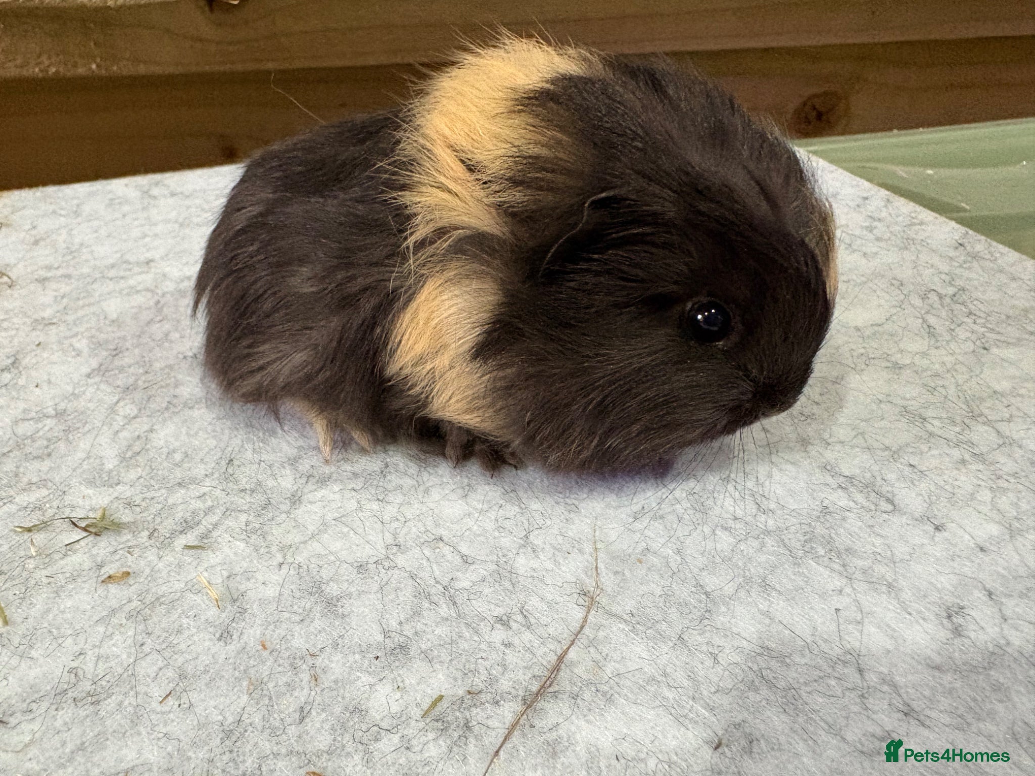 Guinea Pig rodents Guinea pigs available  - Advert 1