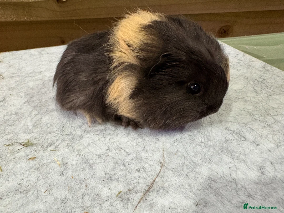 Guinea Pig rodents for sale: Guinea pigs available  - Advert 1