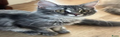 Maine Coon Kitten 3