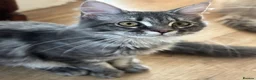 Maine Coon cats for sale: Beautiful GCCF Registered Maine Coon Kittens - Advert 16