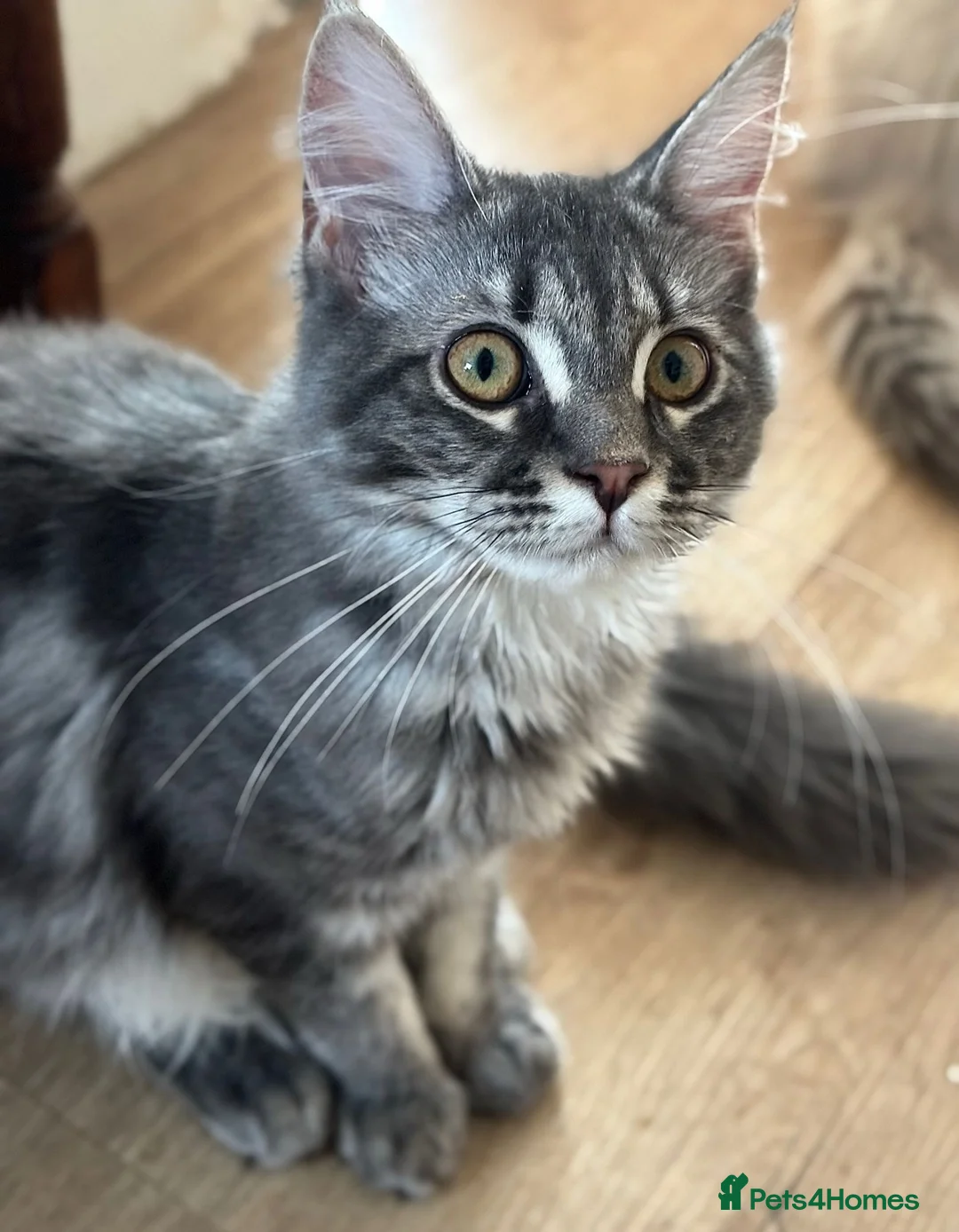 Maine Coon cats for sale: Beautiful GCCF Registered Maine Coon Kittens - Advert 33
