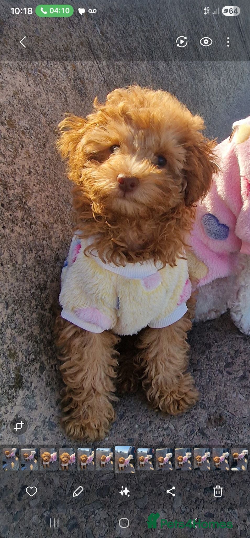 Toy Poodle dogs Toy poodle  - Advert 18