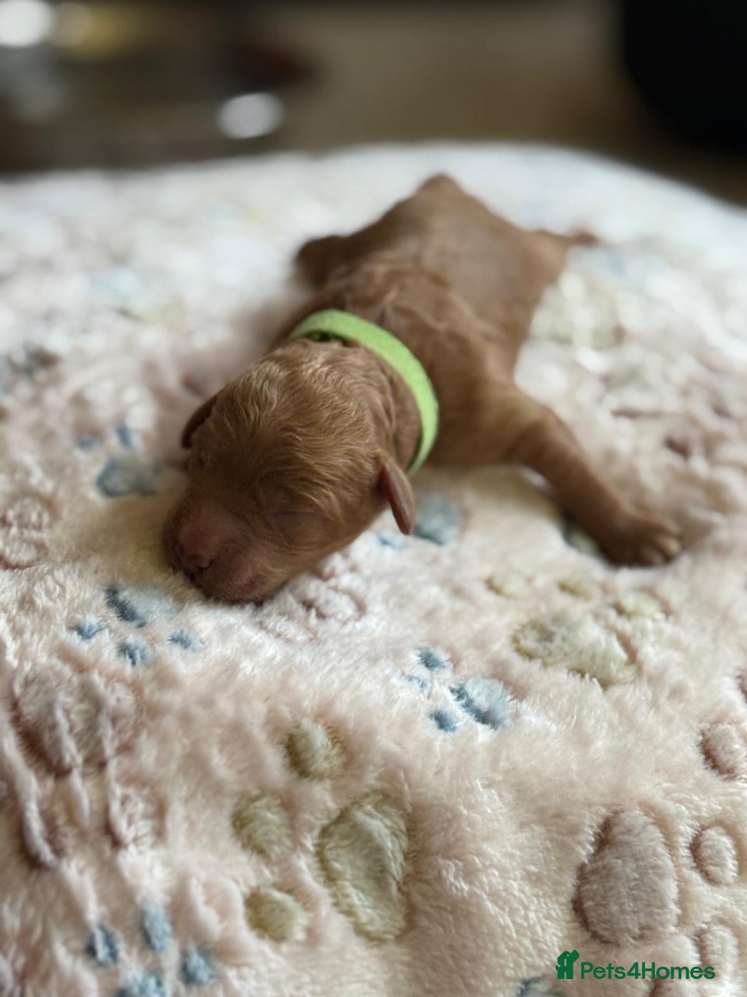 Cockapoo dogs for sale: STUNNING LITTER OF COCKAPOO - Image 2
