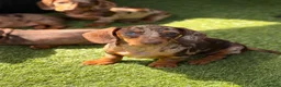 Miniature Dachshund dogs for sale: Beautiful litter of 5 Dachshund puppies  - Advert 8