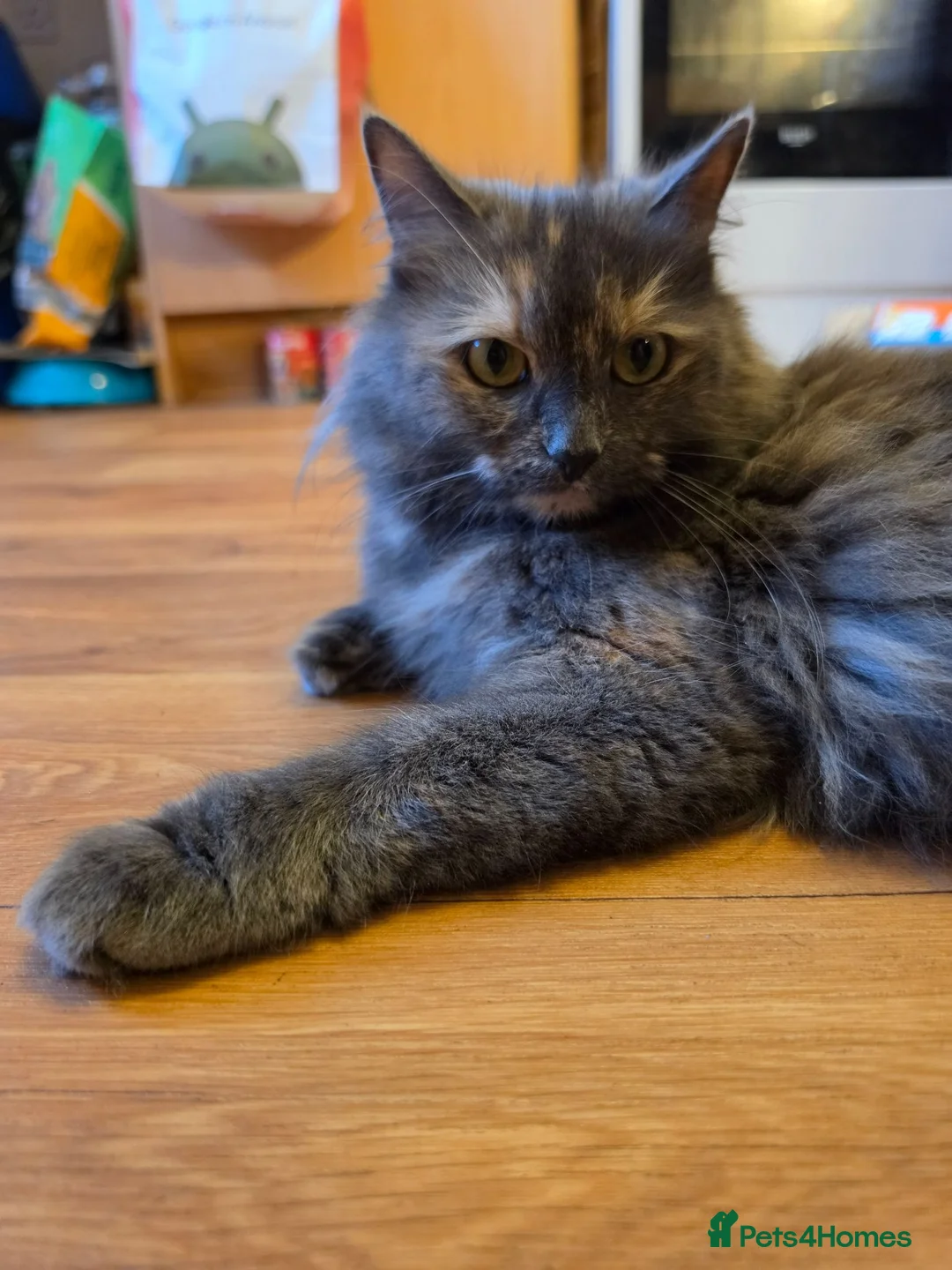 Mixed Breed cats for sale: 2 beautiful kittens  - Advert 18