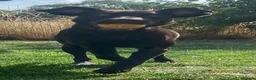 Labrador Retriever dogs for sale: Stunning chocolate working lab  - Advert 3