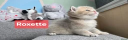 British Shorthair cats for sale: Pedigree golden British shorthair  - Advert 27