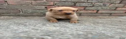 Labrador Retriever dogs for sale: 8 beautiful labradors for sale.  - Advert 15