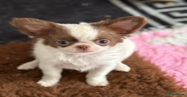 Chihuahua dogs in Doncaster - Advert 16