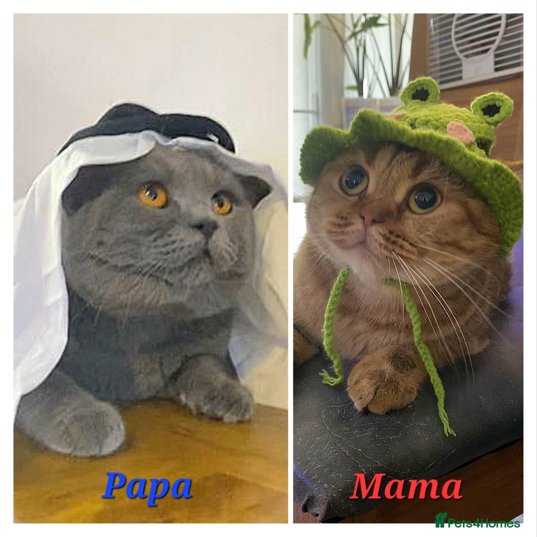 British Shorthair cats for sale: Left 1 boy only (British Shorthair) - Advert 17