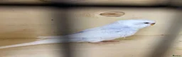 Budgerigars birds for sale: Female budgies  - Advert 5