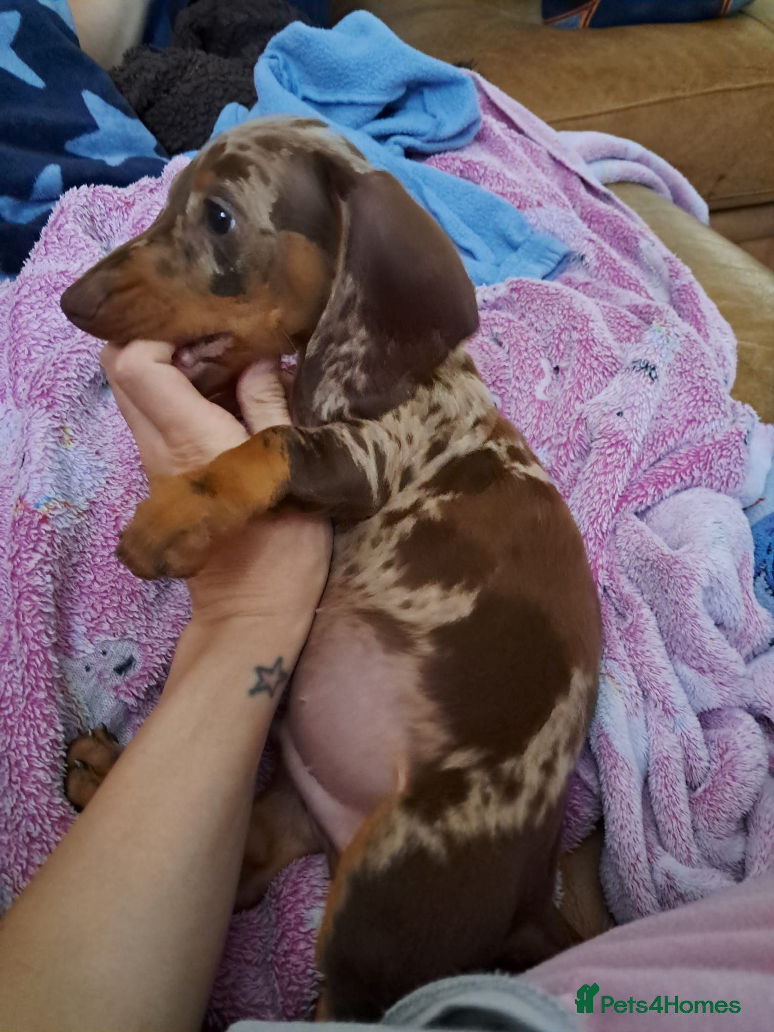Dachshund dogs Dapple male dachshund 10 weeks old  - Advert 2
