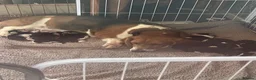 Basset Hound dogs for sale: Beautiful KC registered basset hounds - Advert 22