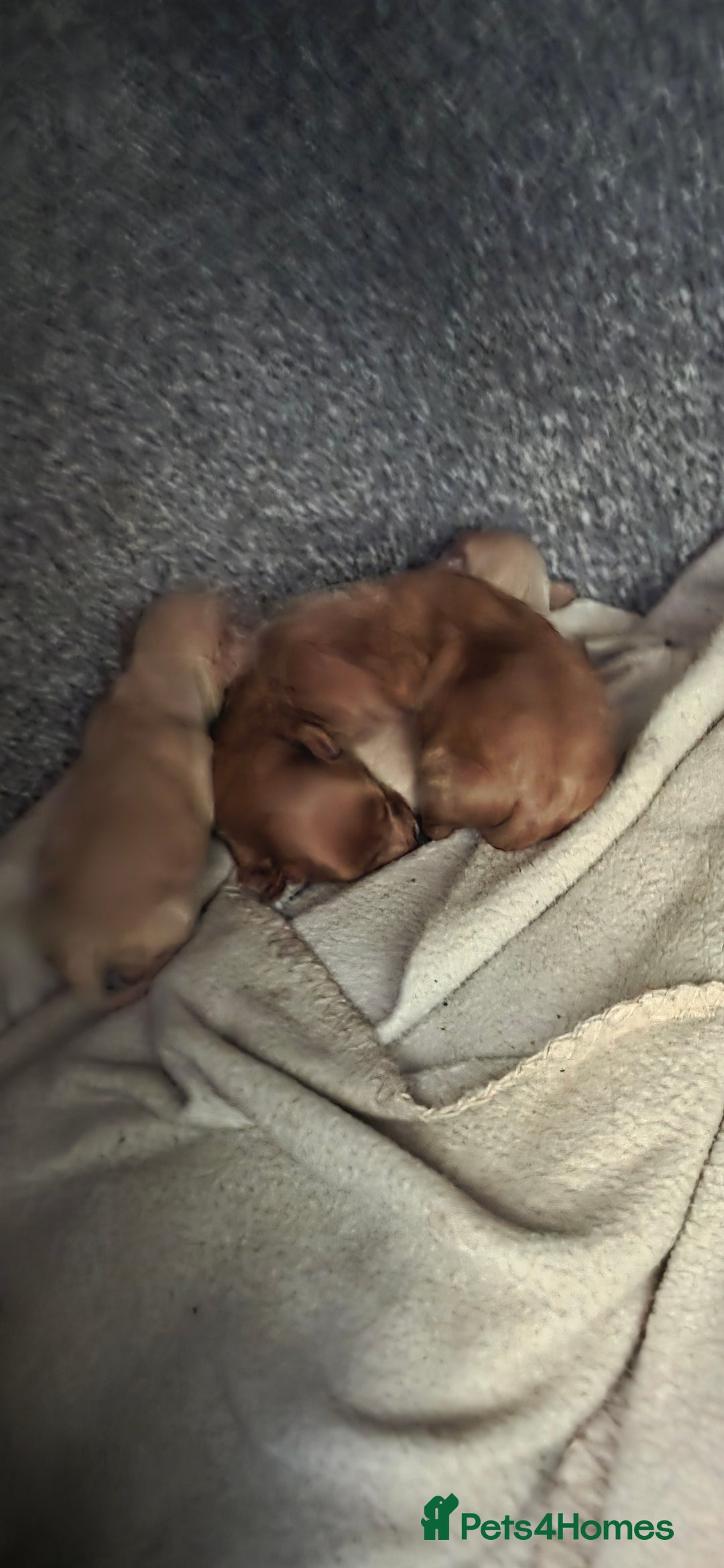 Cavapoo dogs for sale: Stunning miniature cavapoo - Advert 5