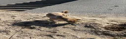 Mixed Breed dogs for sale: Patient loving dog looking for her forever home ❤️ - Advert 2