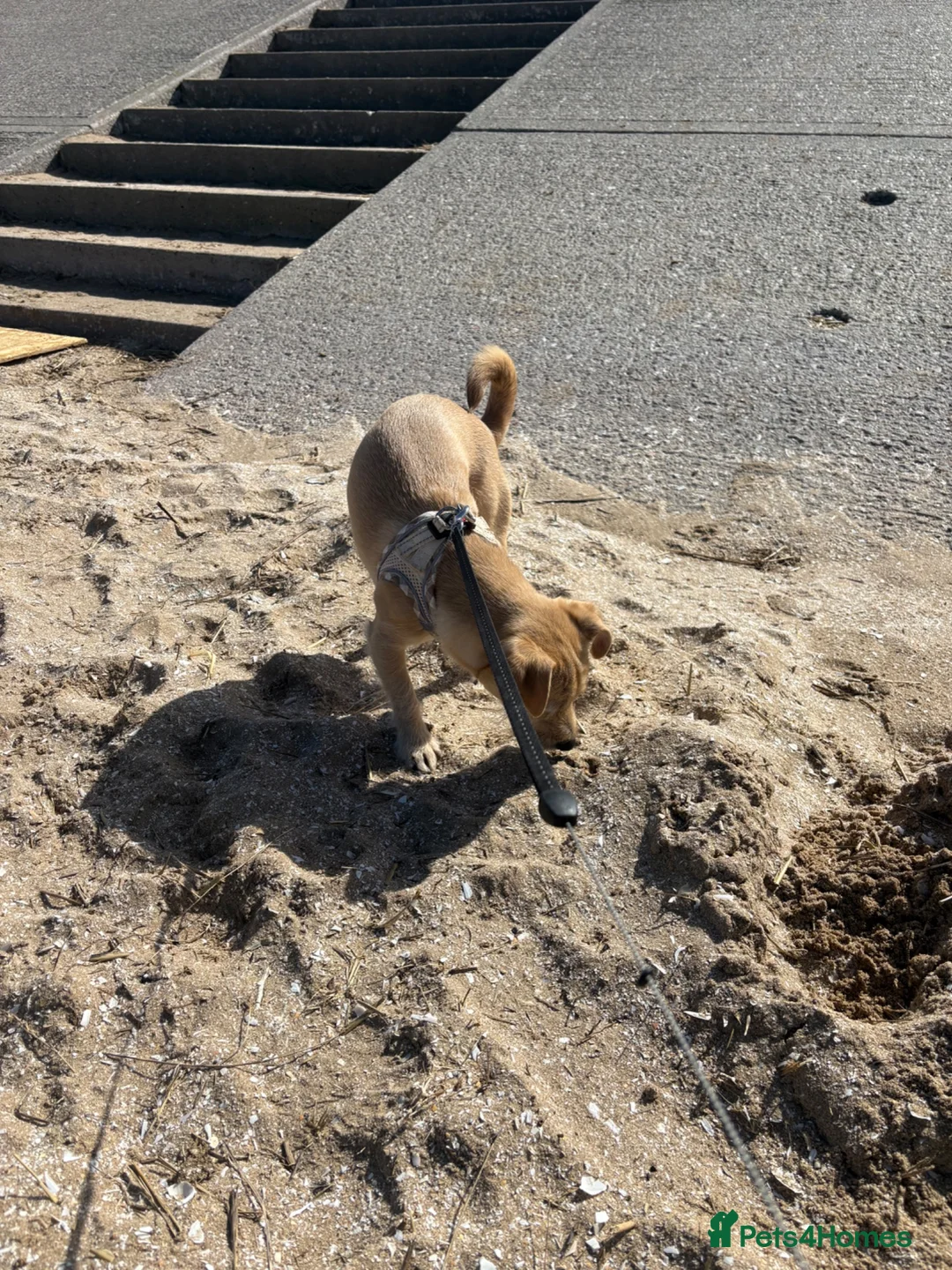 Mixed Breed dogs for sale: Patient loving dog looking for her forever home ❤️ - Advert 2