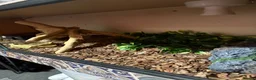Python Snake reptiles for sale: Ball python with full set up in Leicester - Advert 3
