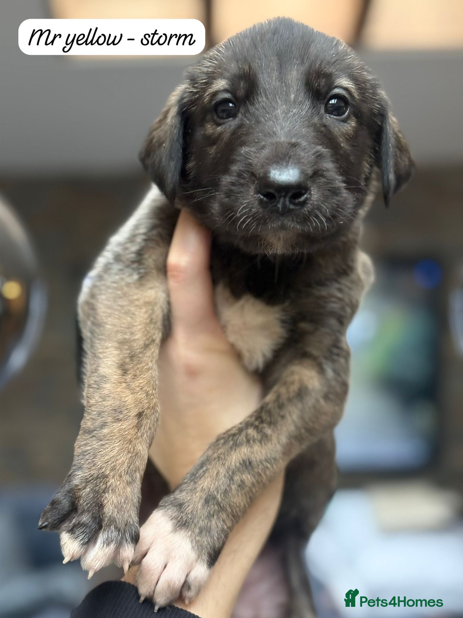 Irish Wolfhound dogs KC reg exceptional Irish Wolfhound Puppies - Advert 1