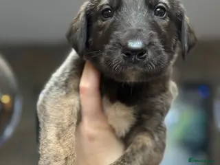 Irish Wolfhound dogs KC reg exceptional Irish Wolfhound Puppies - Advert 17