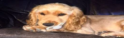 Cocker Spaniel dogs for sale: Pedigree KC Registered Show Cocker Spaniel- Lilah - Advert 7