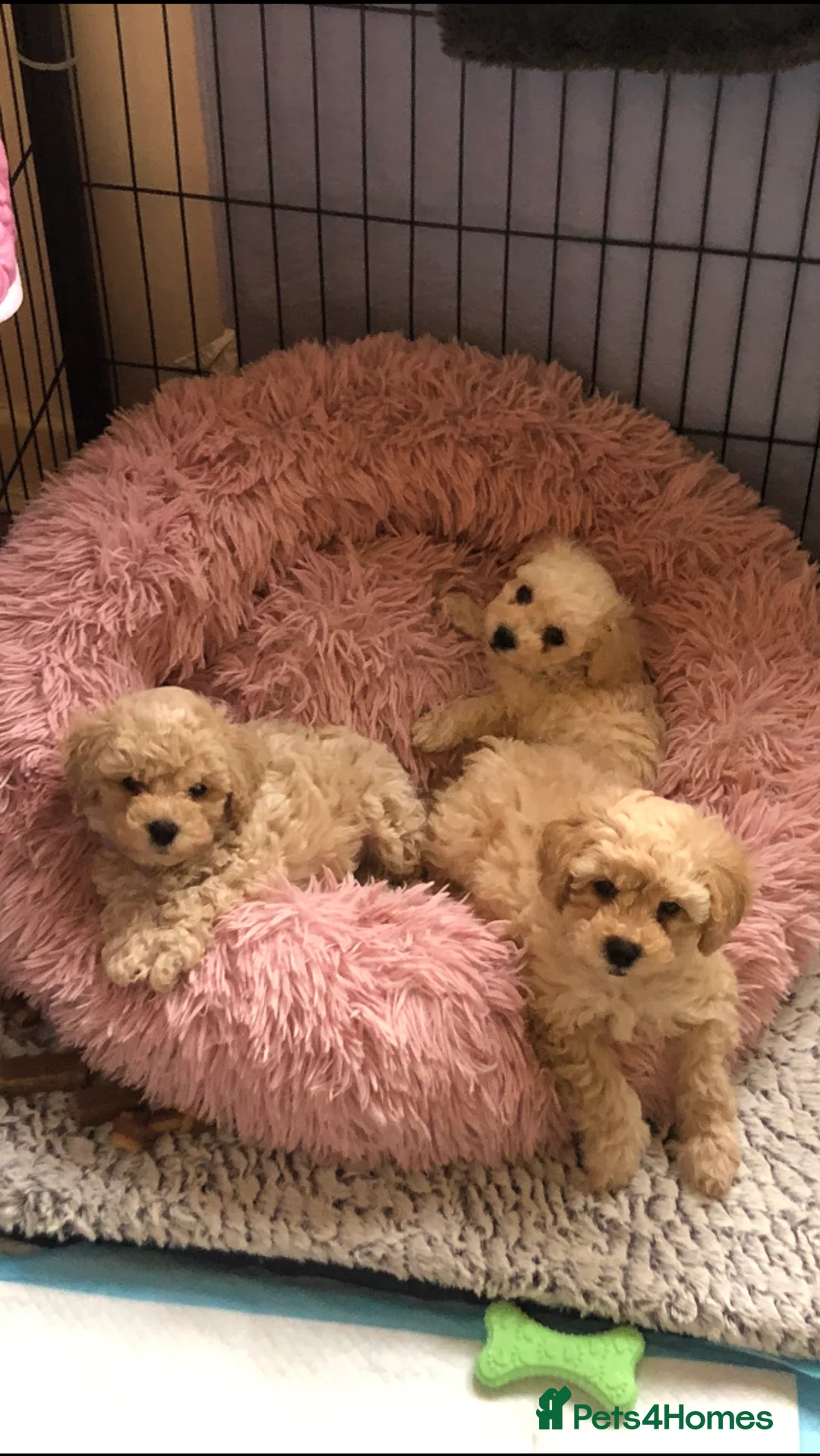 Poochon dogs for sale: Poochon pups for sale  - Advert 2