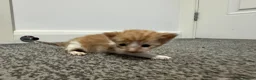 Domestic Shorthair cats for sale: 4 stunning ginger and white kittens  - Advert 10