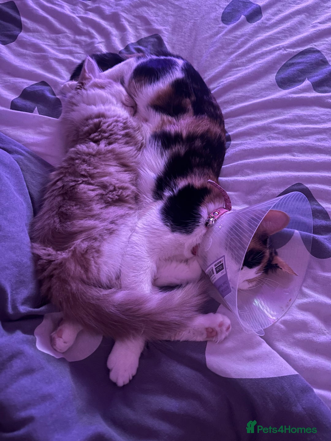 Mixed Breed cats for sale: Beautiful and affectionate 1 year old male - Advert 2