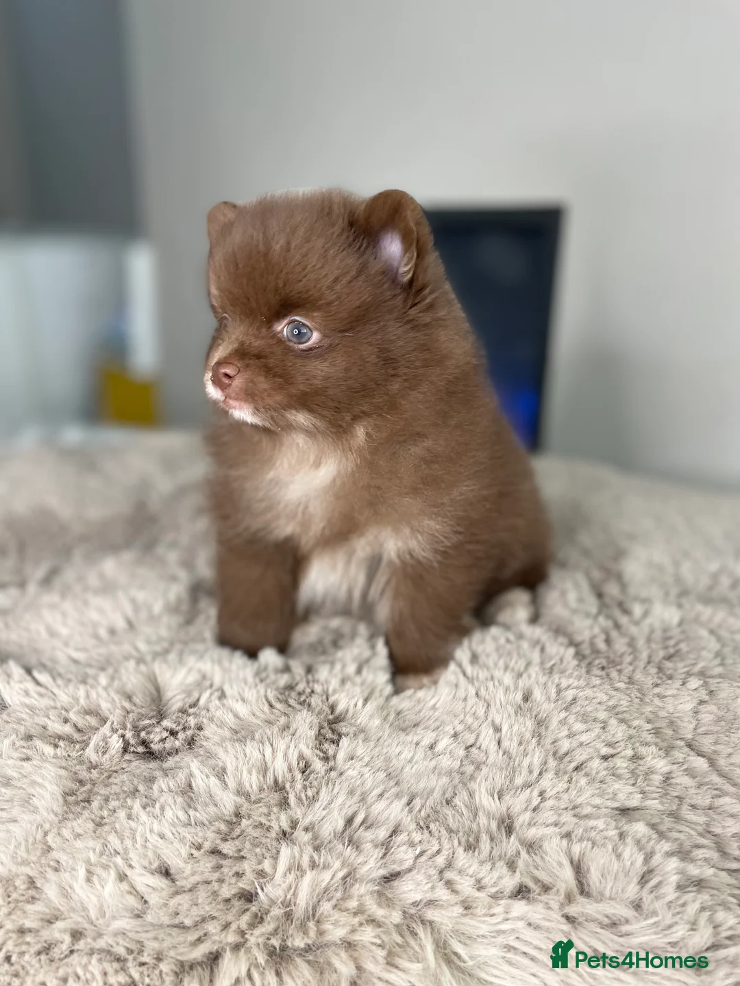 Pomeranian dogs for stud: 💜🧡Lilac & tan KC stud Benji champions in line  in Guildford - Advert 34