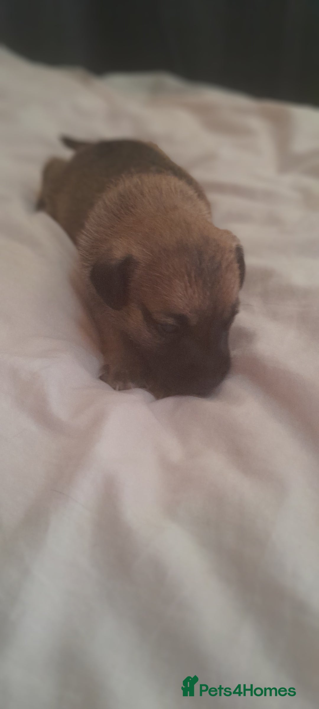 Jack Russell dogs for sale: Jack Russel puppy's for sale  - Image 2