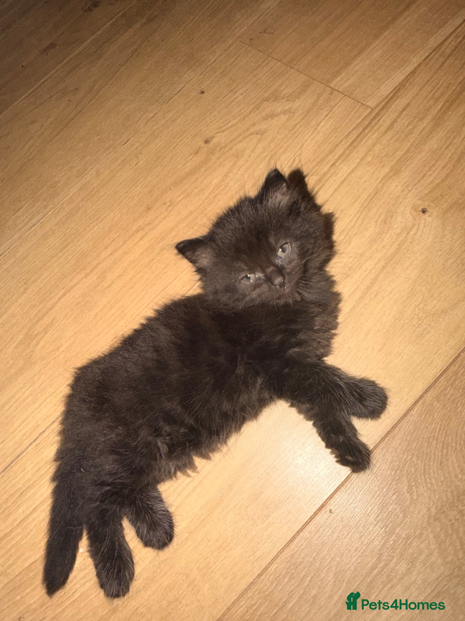Ragdoll cats READY NOW Ragdoll cross British blue  - Advert 10