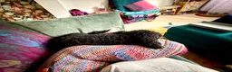 Poodle dogs for sale: Happy and loving standard poodle girl in Halstead - Advert 3