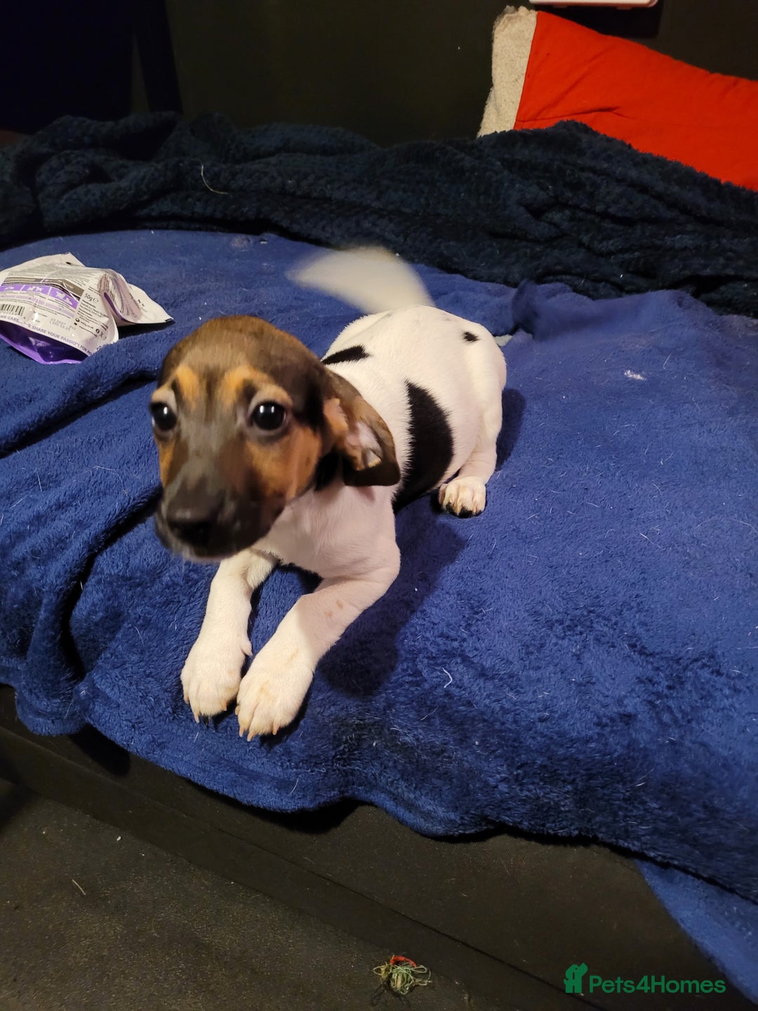 Jack Chi dogs for sale: Beautiful Jack Chi Puppies - Advert 8